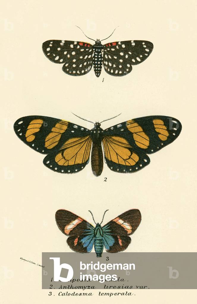 Butterflies