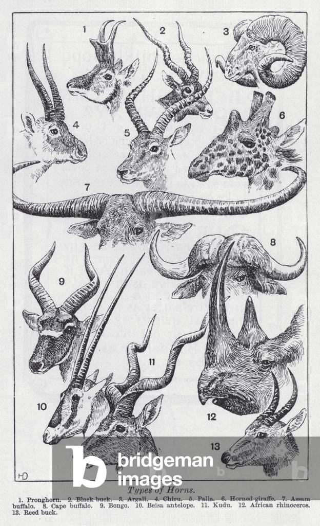 Types of horns (litho)