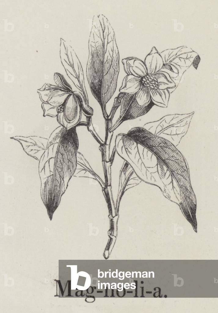 Magnolia (engraving)
