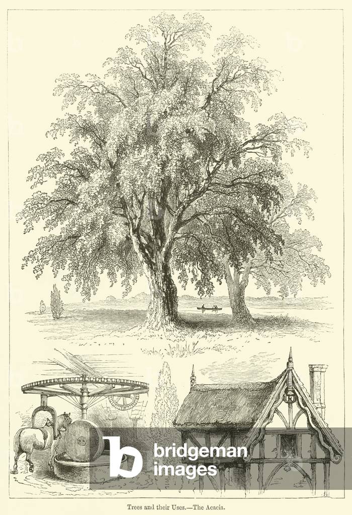 Trees and their Uses, The Acacia (engraving)