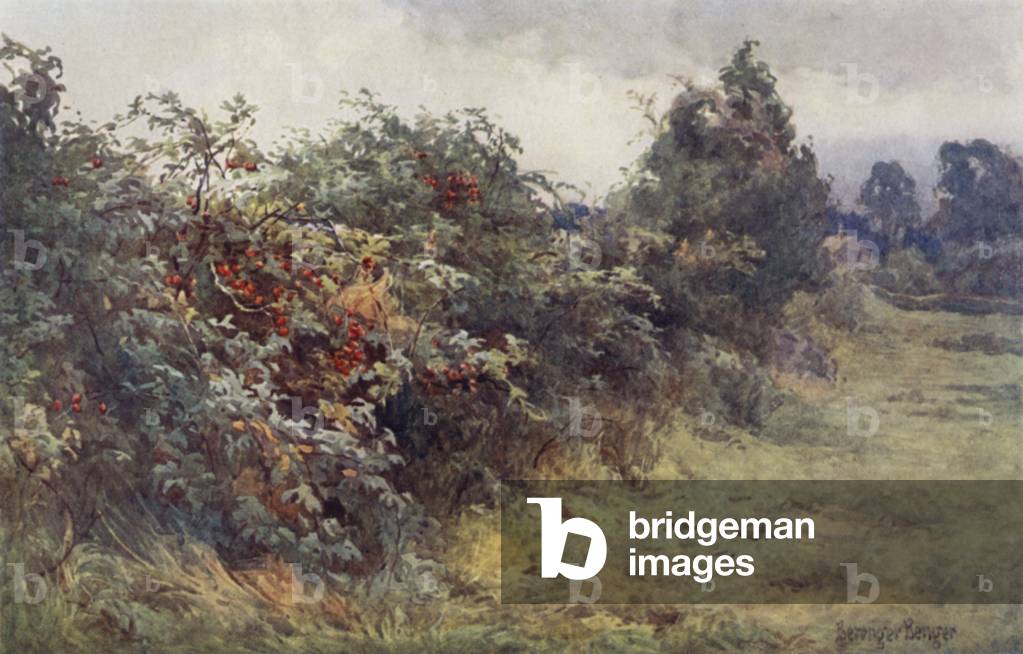 The Revelation of Ripeness (colour litho)