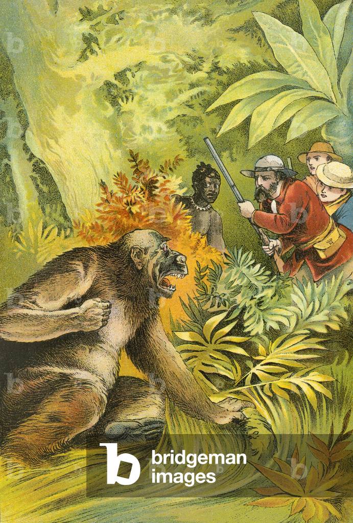 Unser erster Gorilla