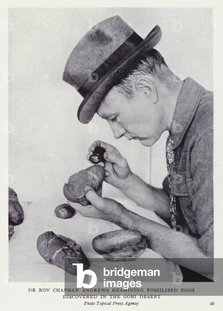 Dr Roy Chapman Andrews examining fossilized eggs discovered in the Gobi Desert (b/w photo)