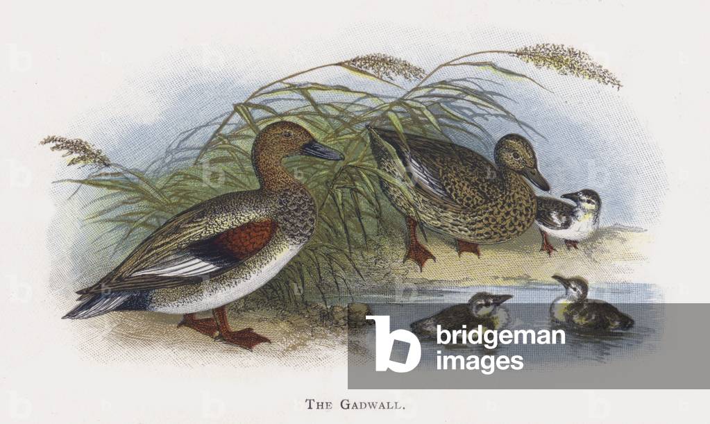 The Gadwall (chromolitho)