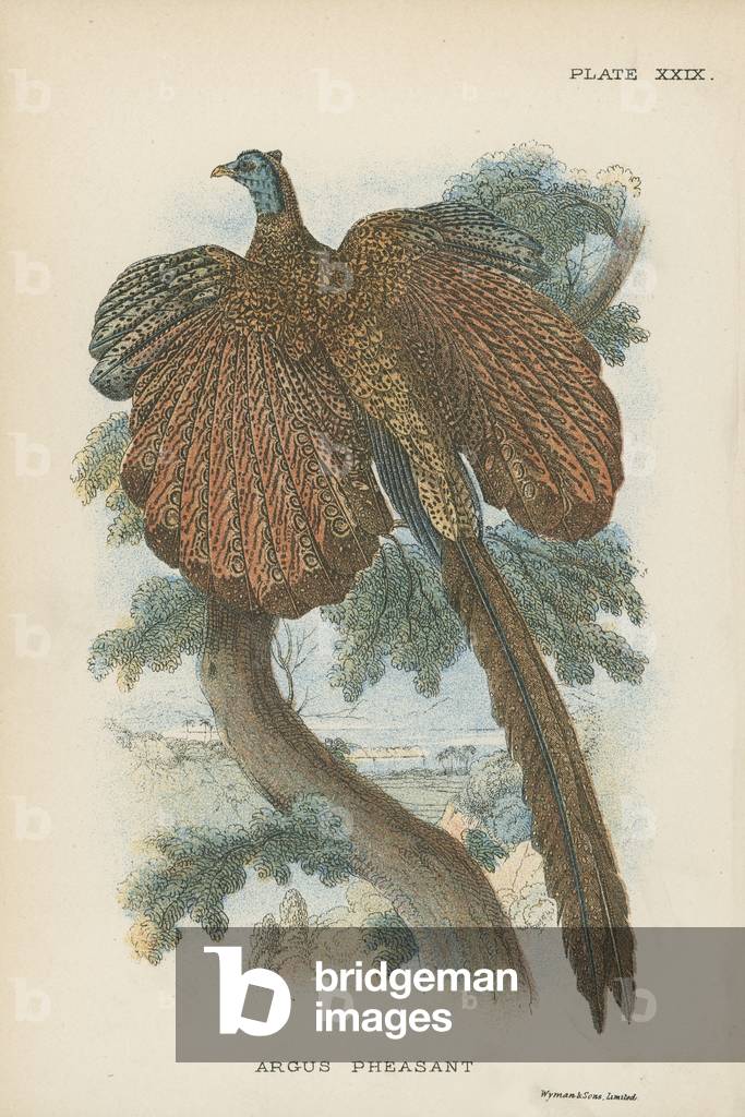 Argus Pheasant