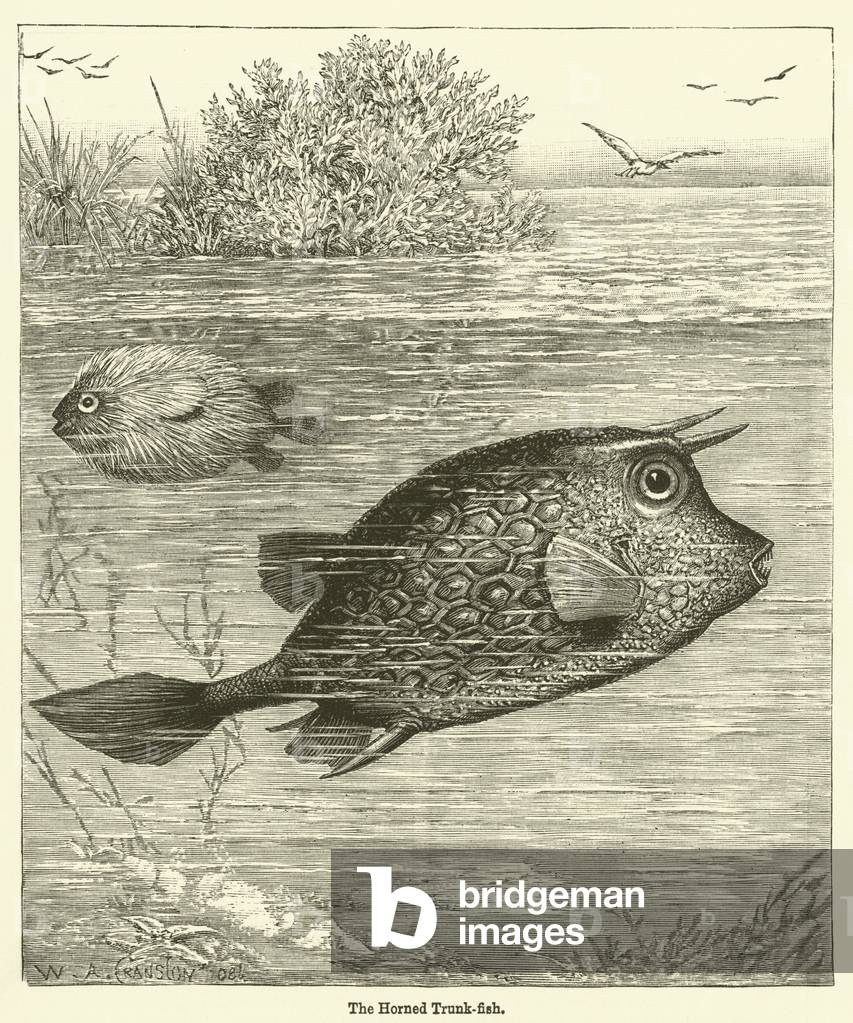 The Horned Trunk-fish (engraving)