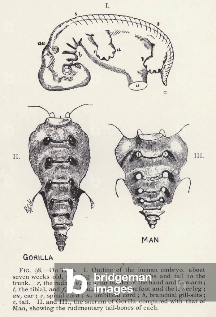 Tails, man and gorilla (litho)