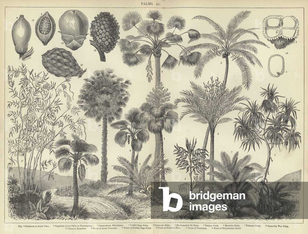 Palms (engraving)