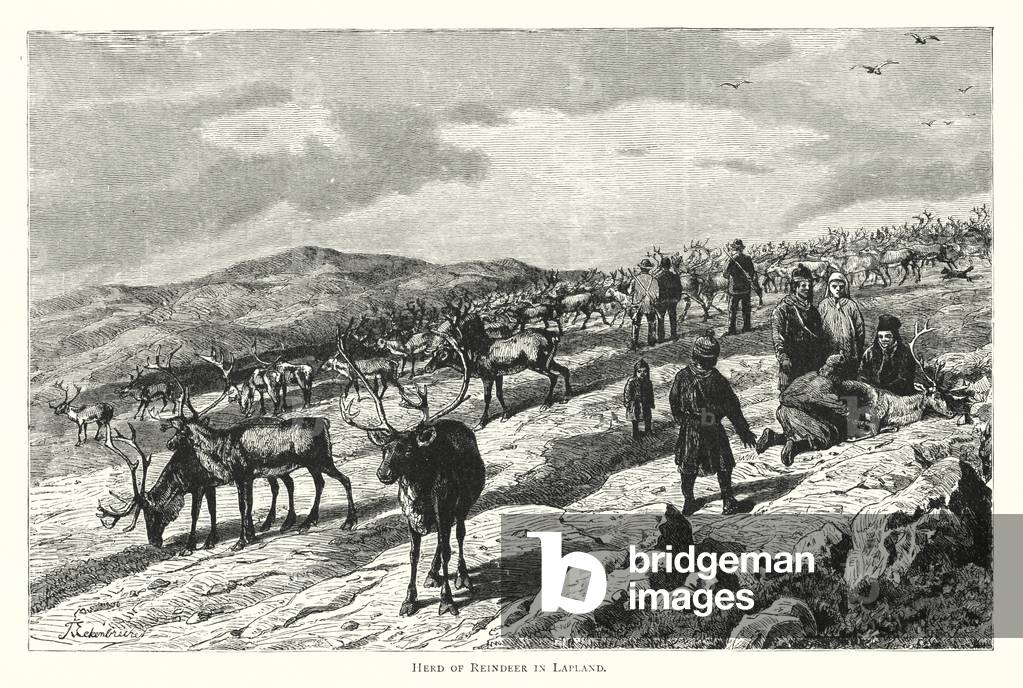 Herd of Reindeer in Lapland (engraving)