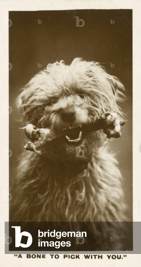 Comic Animals, A Bone To Pick With You (b/w photo)