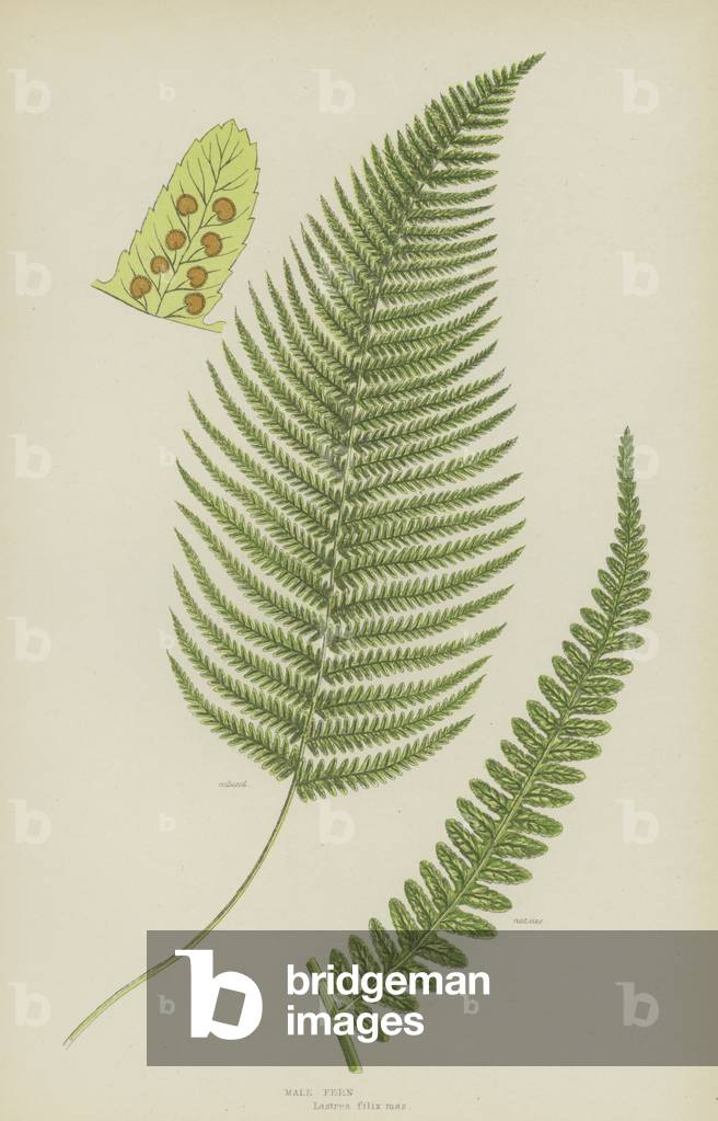 Male Fern (colour litho)
