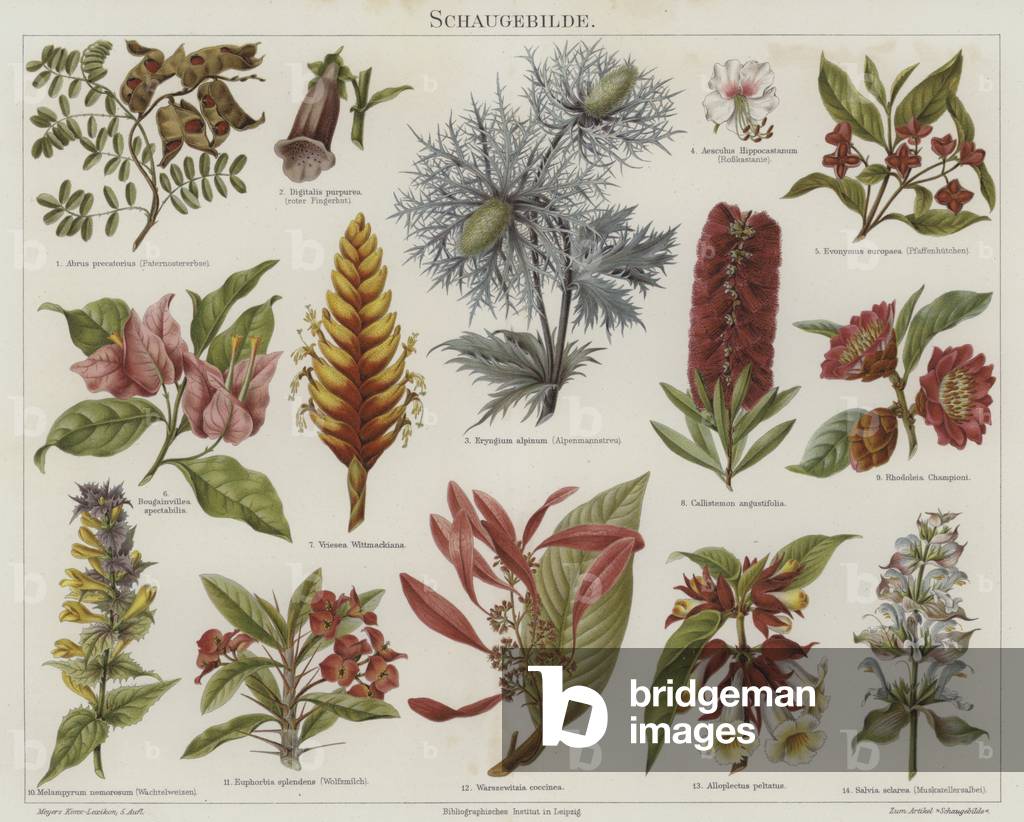 Flowers (colour litho)