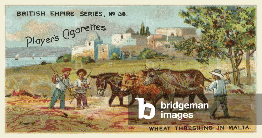 Wheat Threshing in Malta (chromolitho)