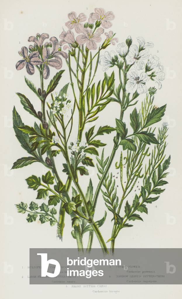 The Flowering Plants of Great Britain, c.1880 (litho)