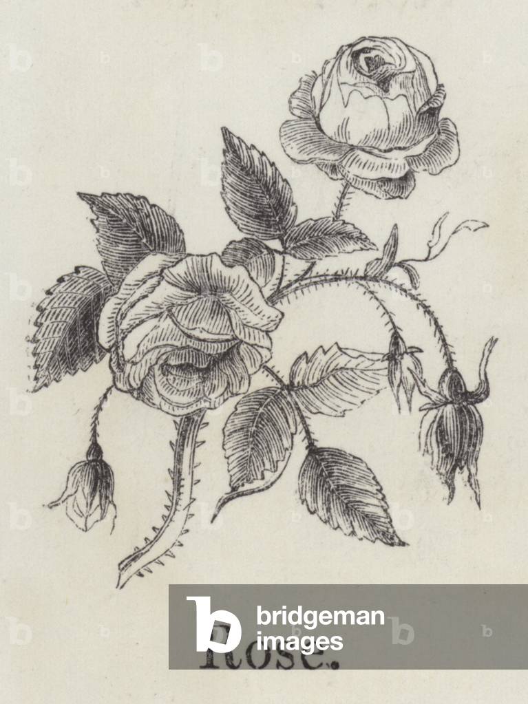 Rose (engraving)