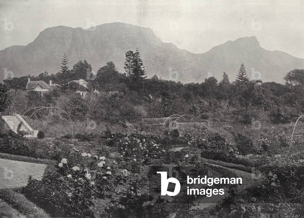 A Cape Garden (b/w photo)