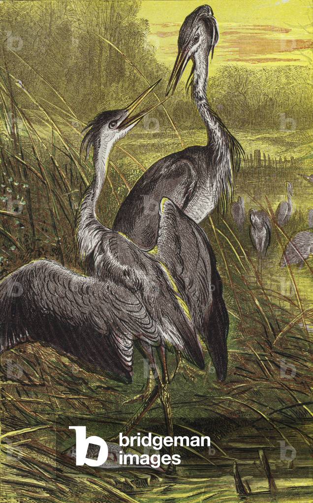 Herons (colour litho)