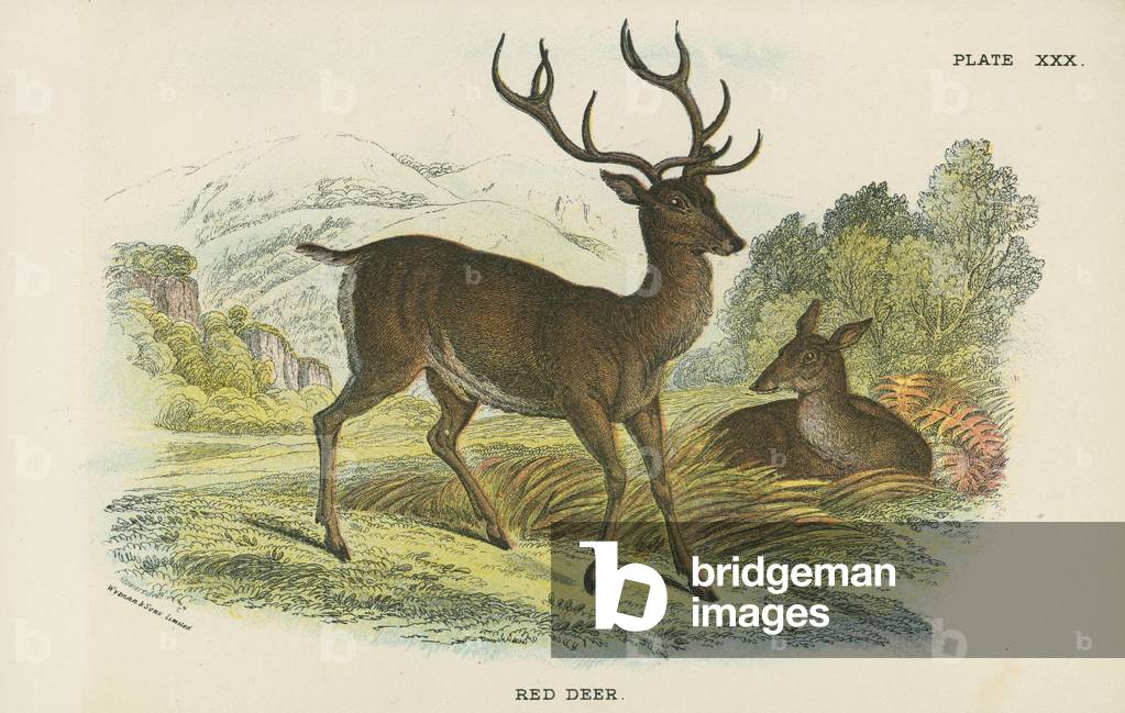 Red Deer