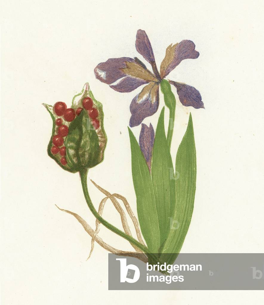 Stinking Iris, Iris Foetidissima (colour litho)