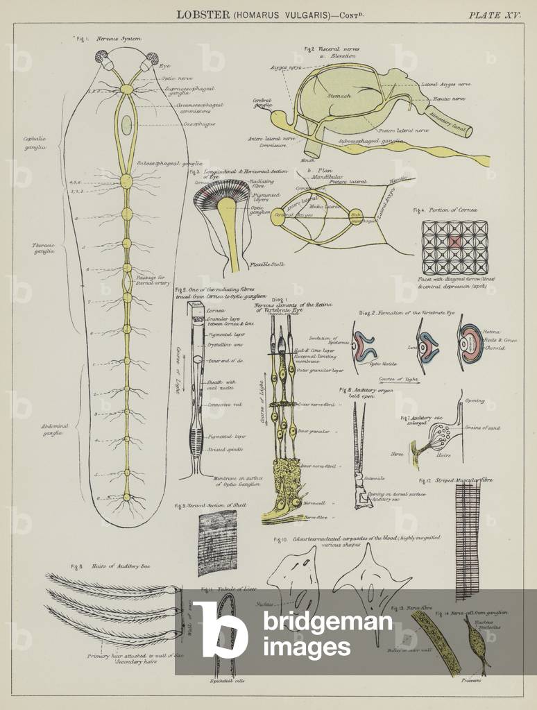 Lobster, Homarus Vulgaris (colour litho)