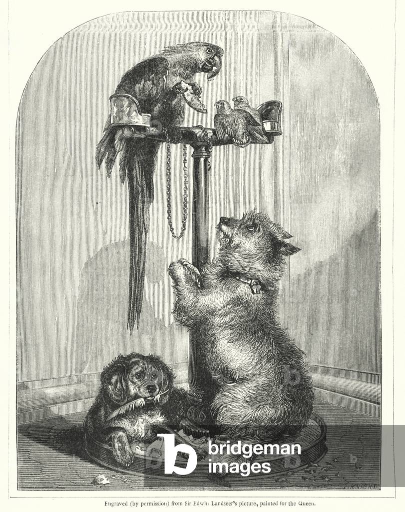Parrot and dogs (engraving)
