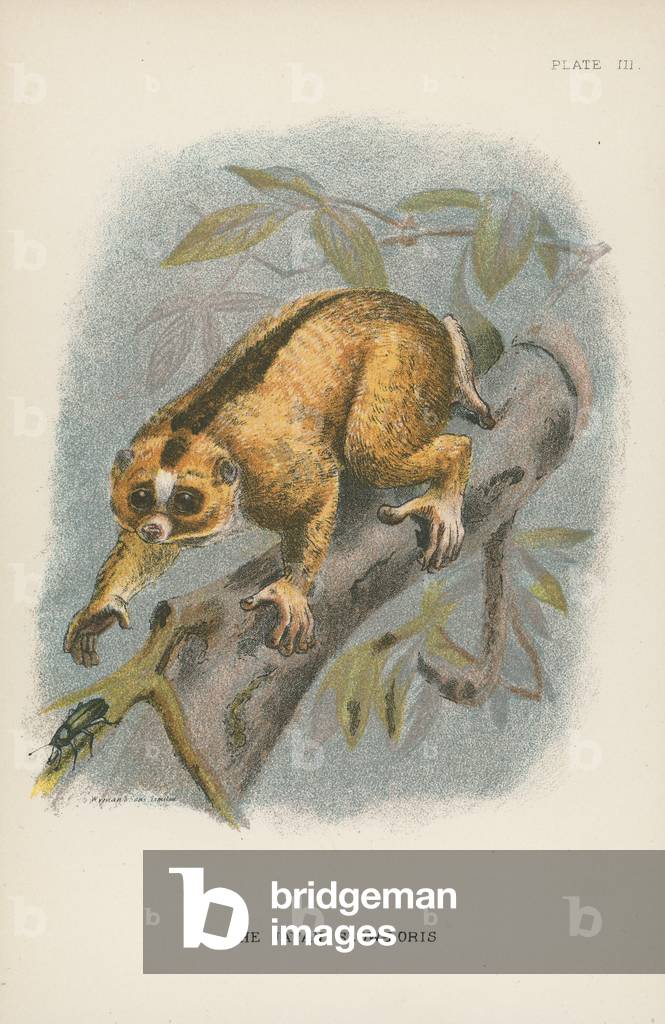 The Javan Slow-Loris (colour litho)