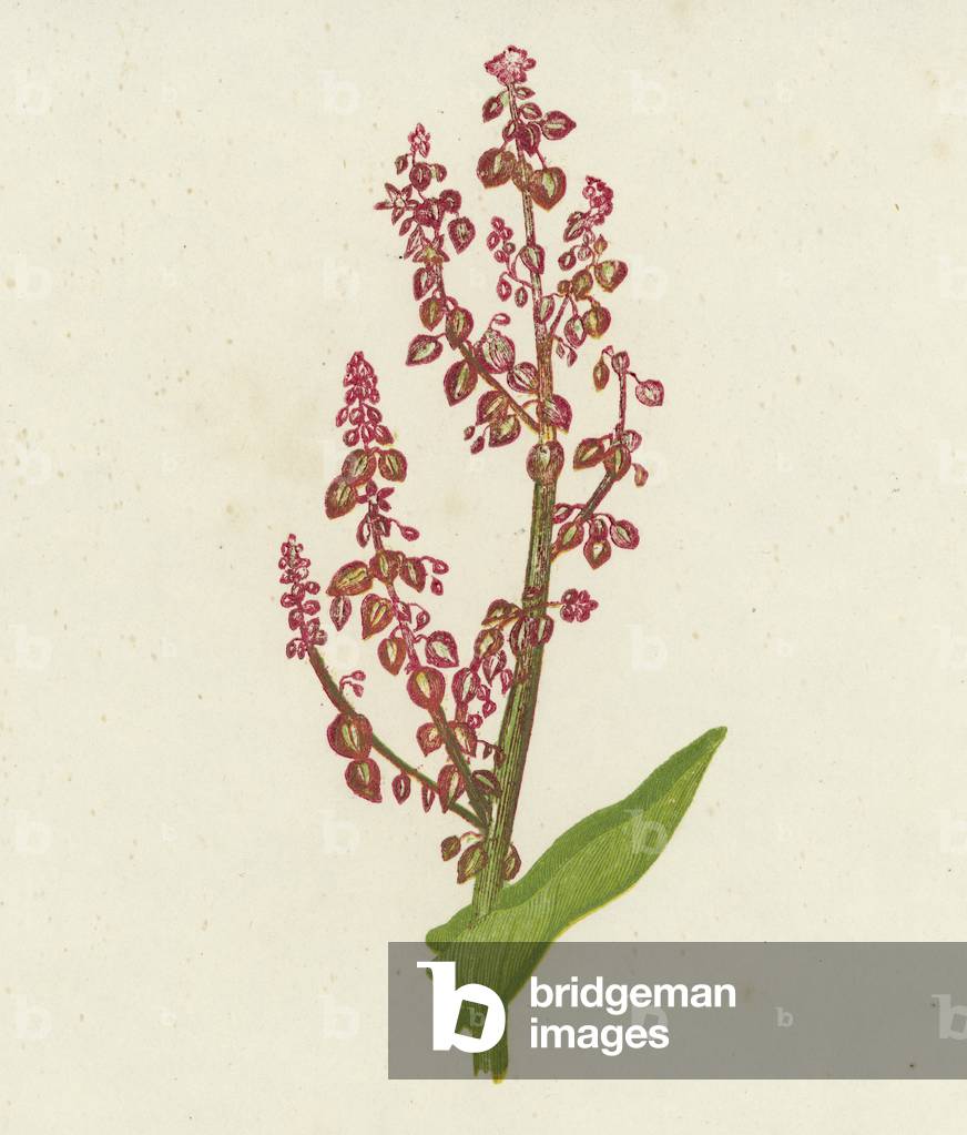 Common Sorrel, Rumex Acetosa (colour litho)