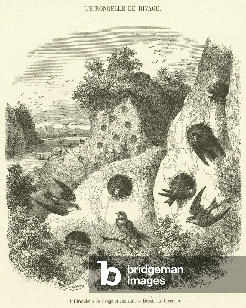 L'Hirondelle de rivage et son nid (engraving)