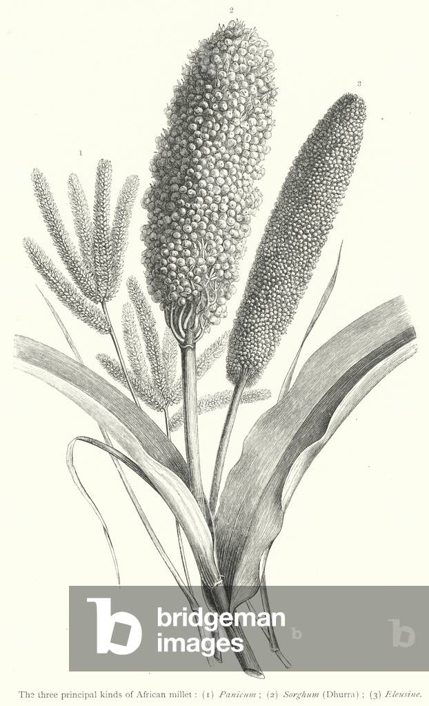 The three principal kinds of African millet (engraving)
