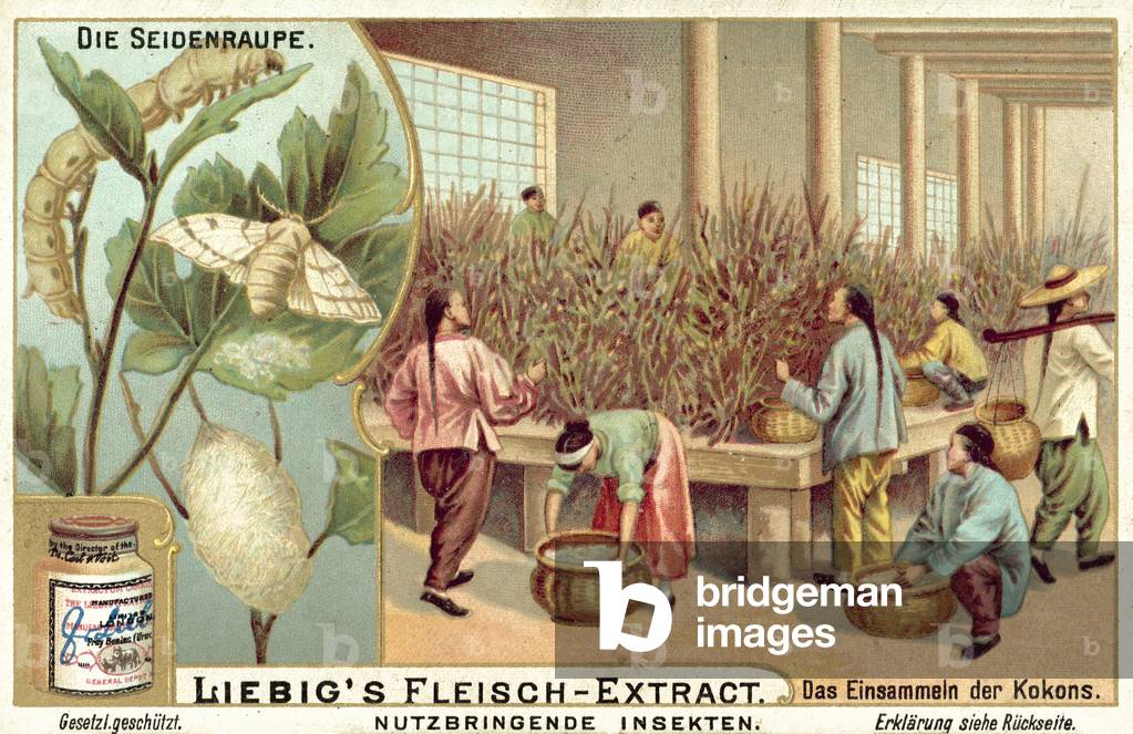 Silkworms (chromolitho)