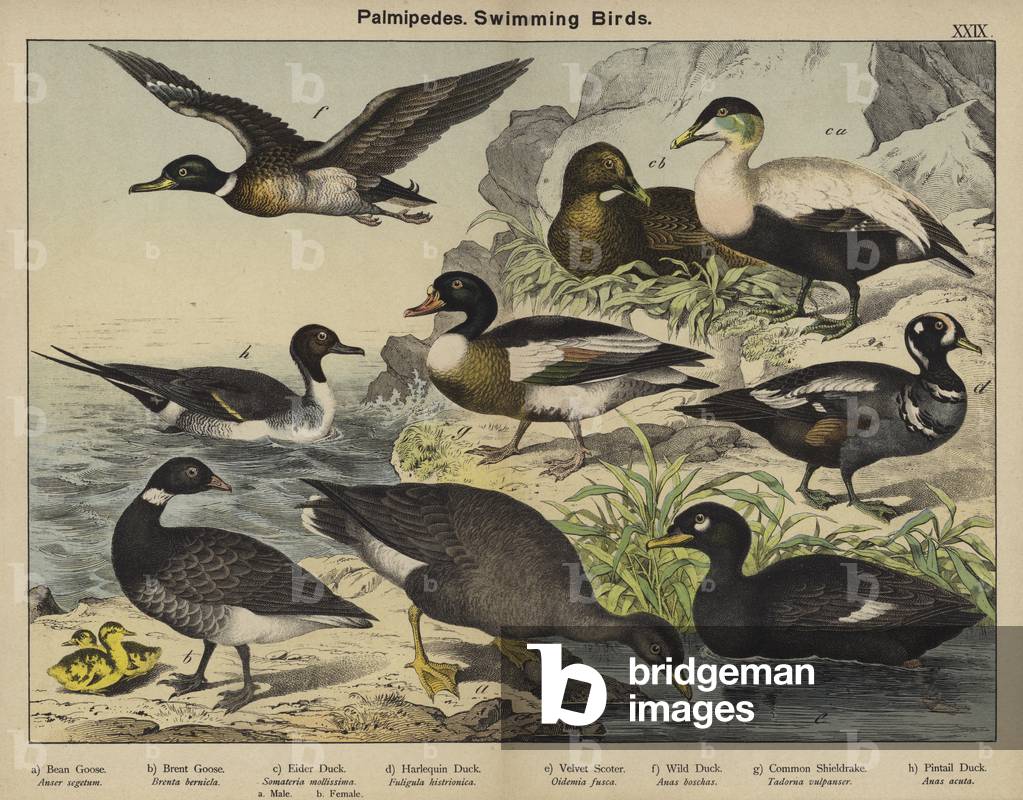 Palmipedes, Swimming Birds (colour litho)