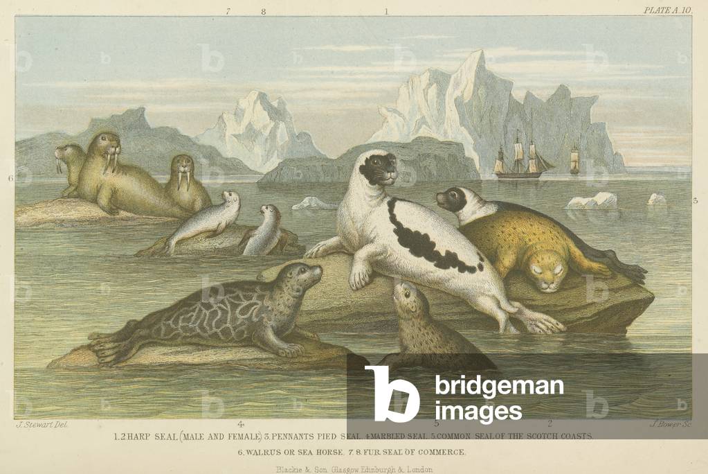 Seals (coloured engraving)