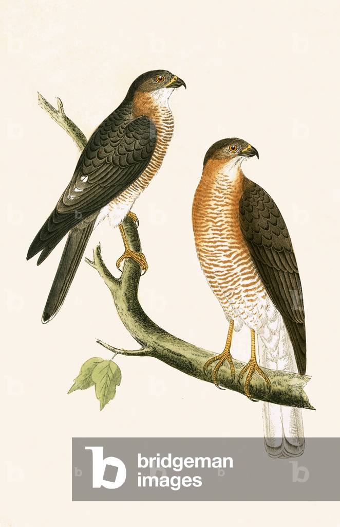 Calcutta Sparrow Hawk, illustration from 'A History of the Birds of Europe Not Observed in the British Isles' by Charles Robert Bree (1811-86), published 1867 (colour litho)