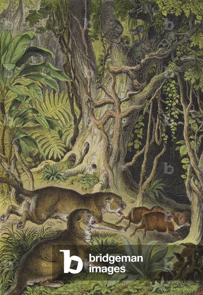 Animals of Guiana (colour litho)