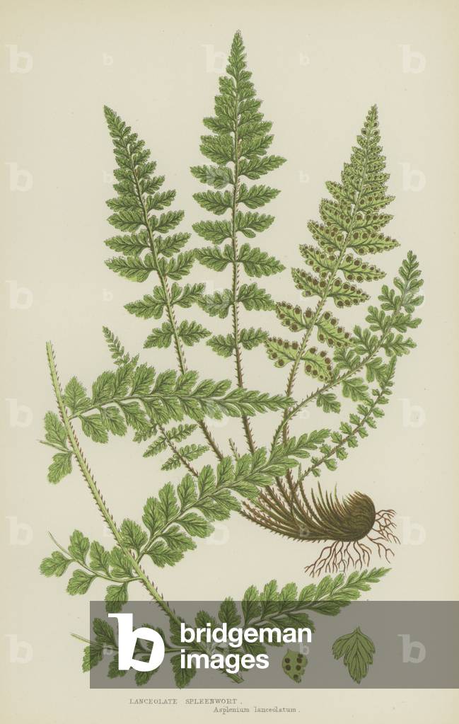 Lanceolate Spleenwort (colour litho)