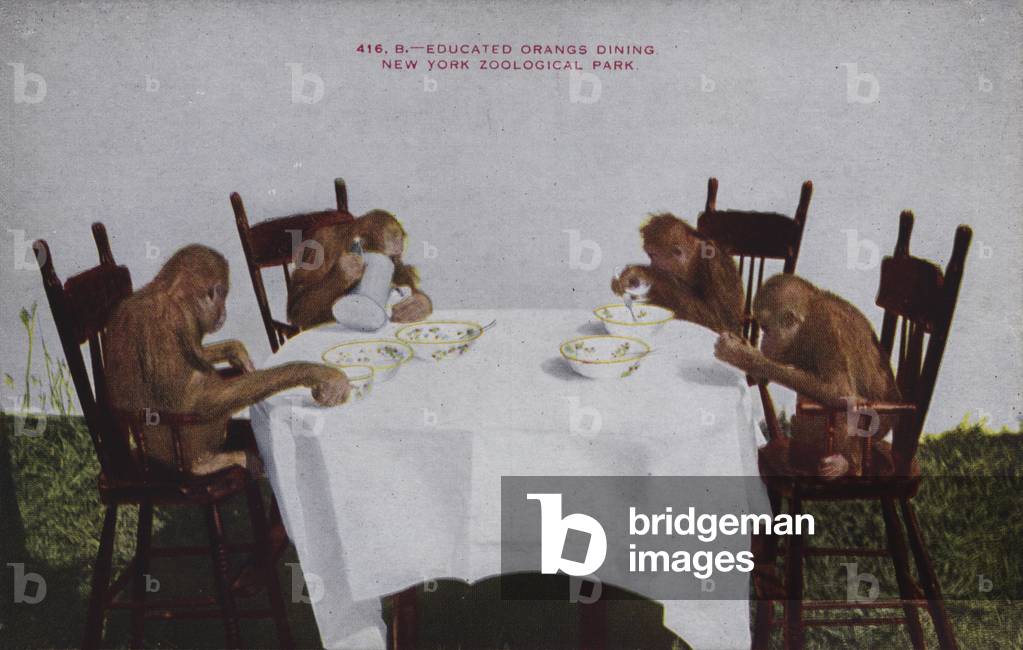 Educated orangs dining, New York Zoological Park (coloured photo)