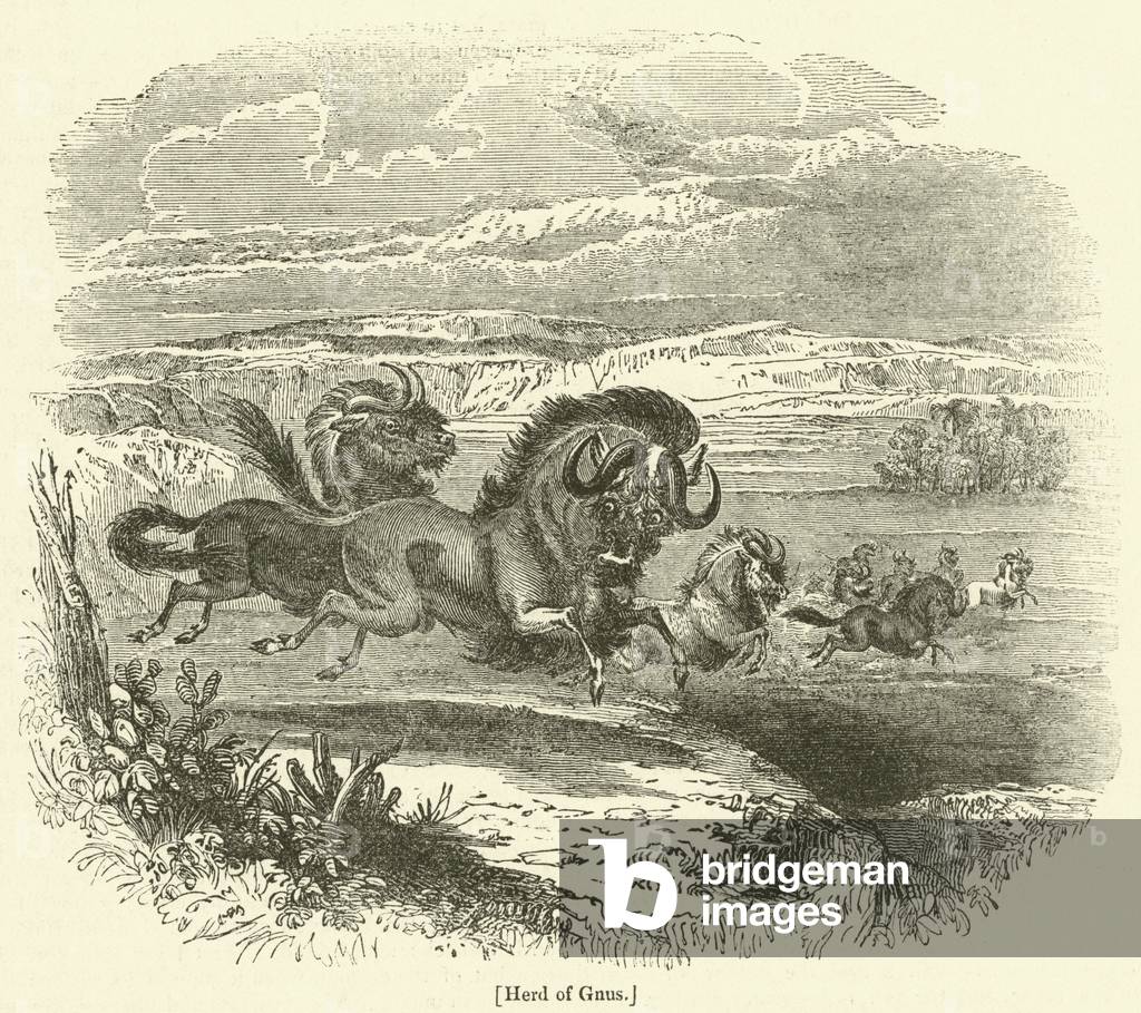 Herd of Gnus (engraving)