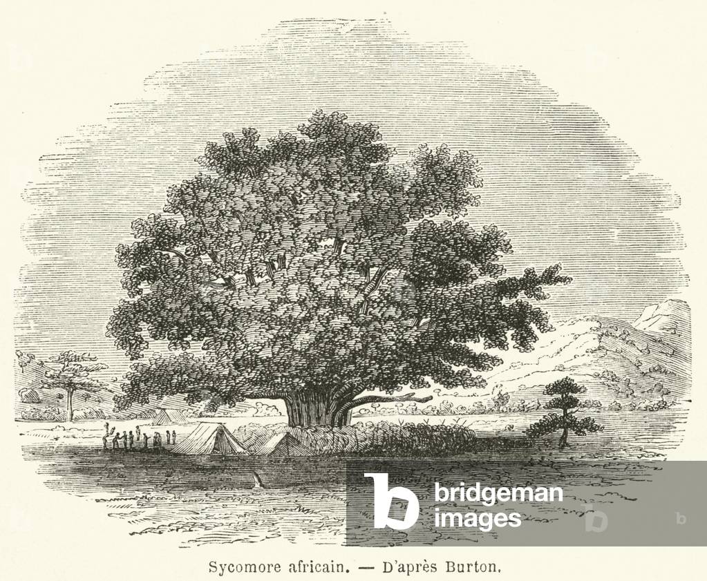 Sycomore africain (engraving)