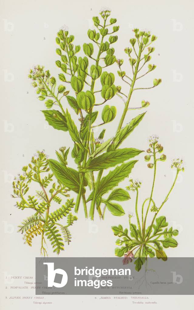 The Flowering Plants of Great Britain, c.1880 (litho)
