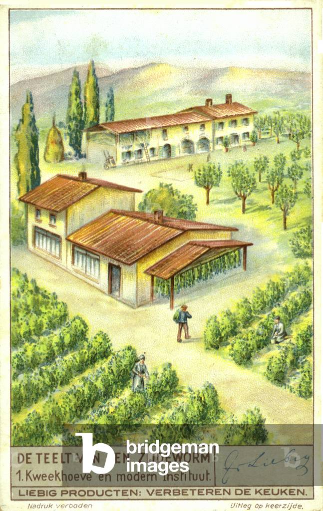 Farm for breeding silkworms (chromolitho)