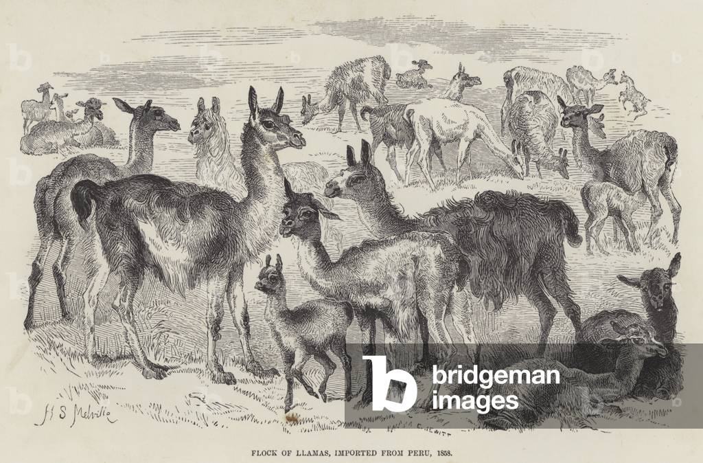 Flock of Llamas, imported from Peru, 1858 (engraving)