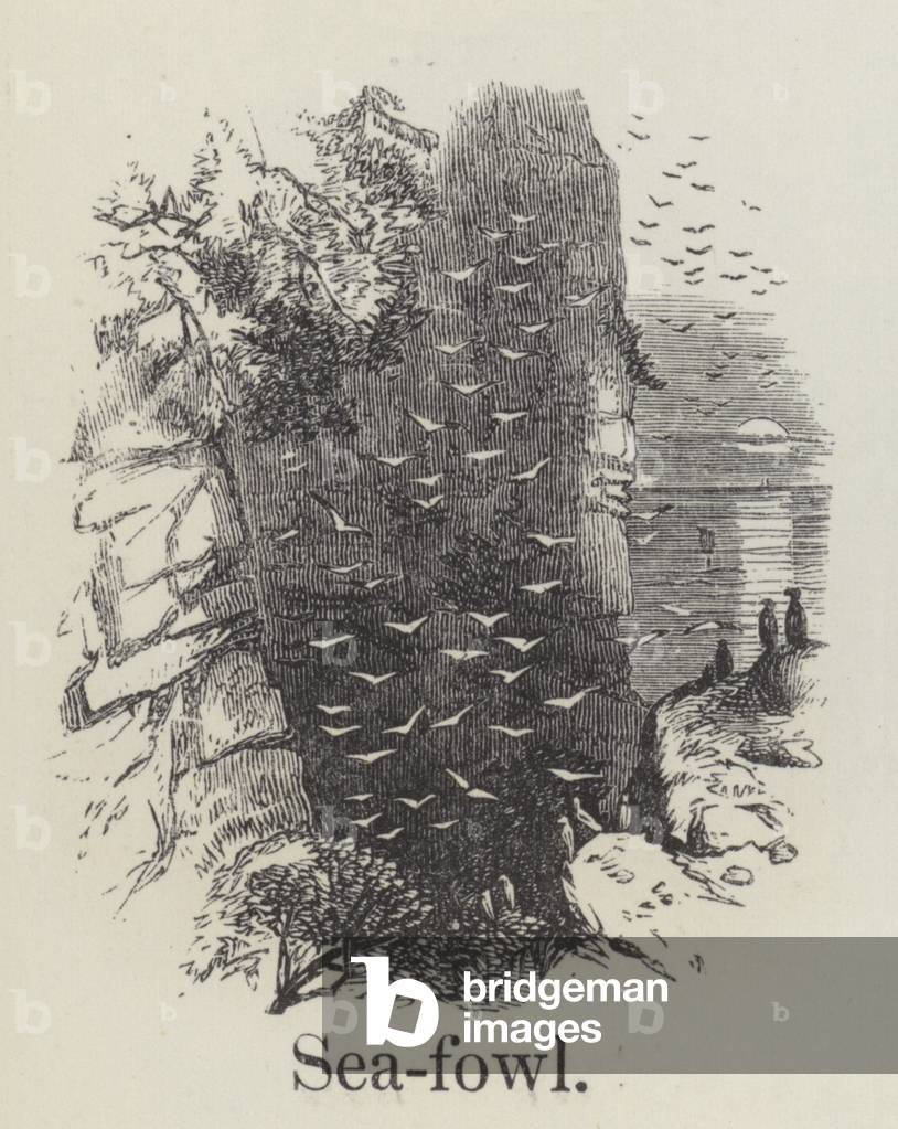 Seafowl (engraving)