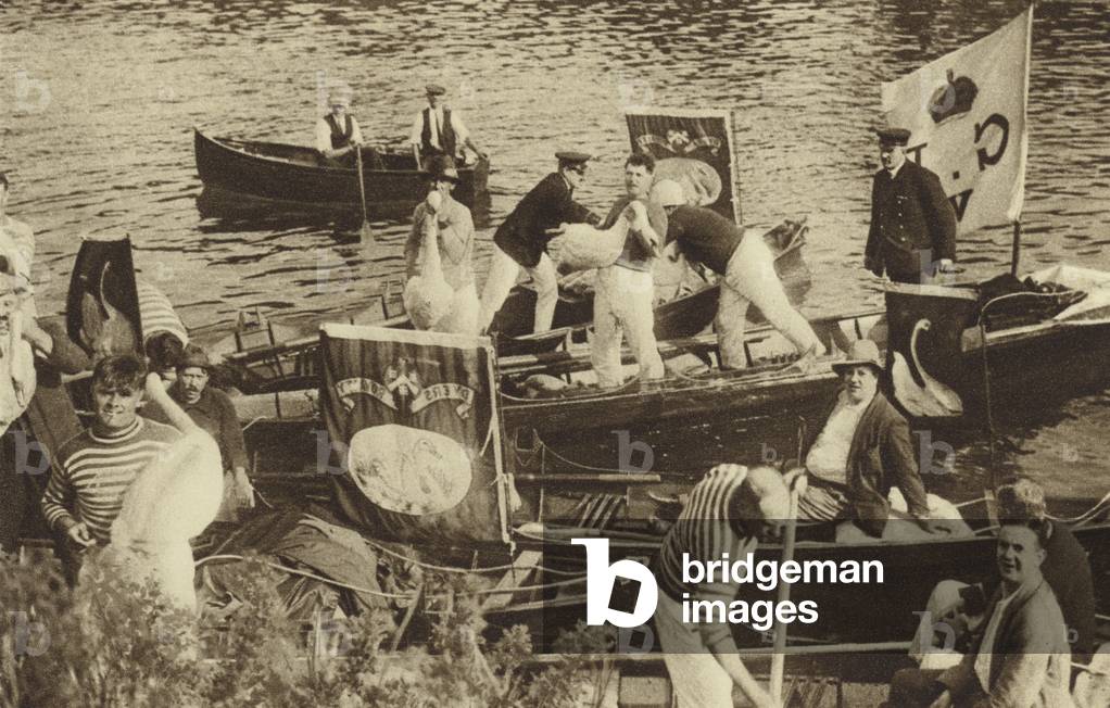 Ancient custom of two City guilds: swan upping on the Thames (b/w photo)