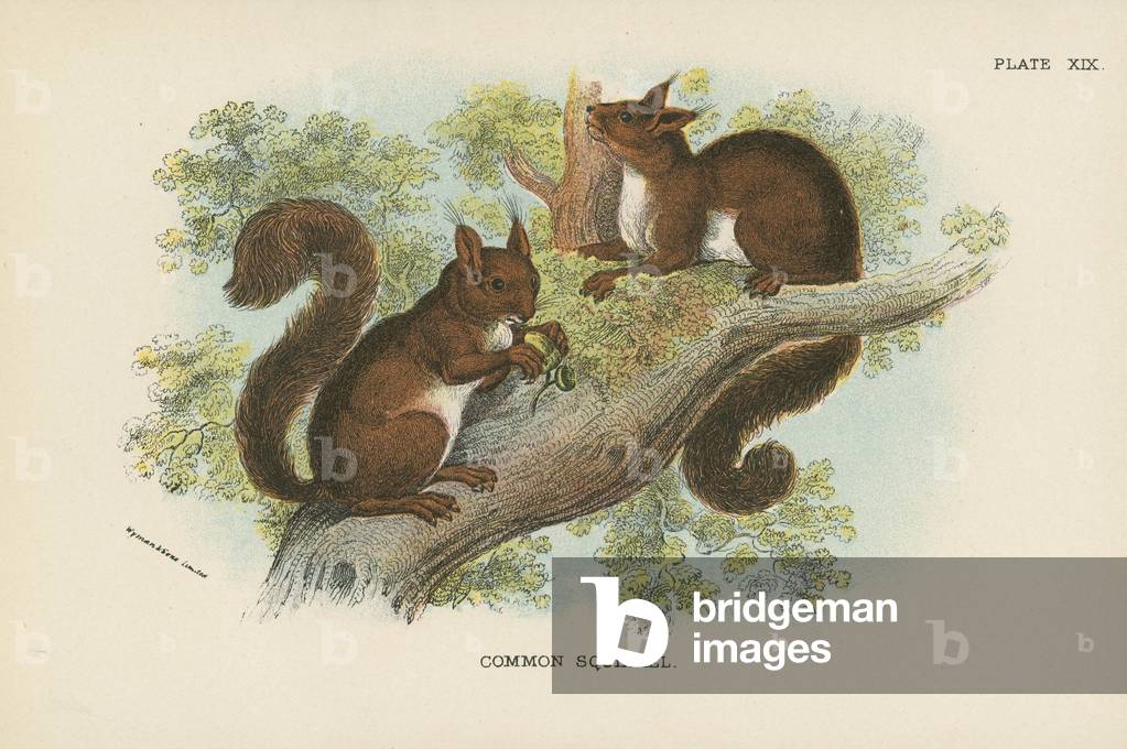 Common Squirrel