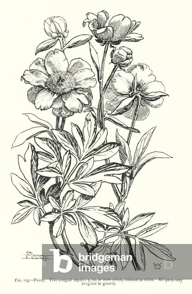 Peony; Five unequal sepals; 5, 10, or more petals, crimson to white; All parts very irregular in growth (engraving)