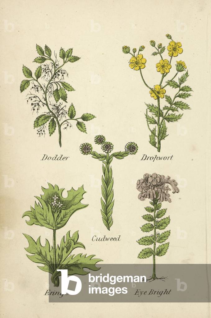 Dodder, Dropwort, Cudweed, Eringo, Eye Bright (colour litho)