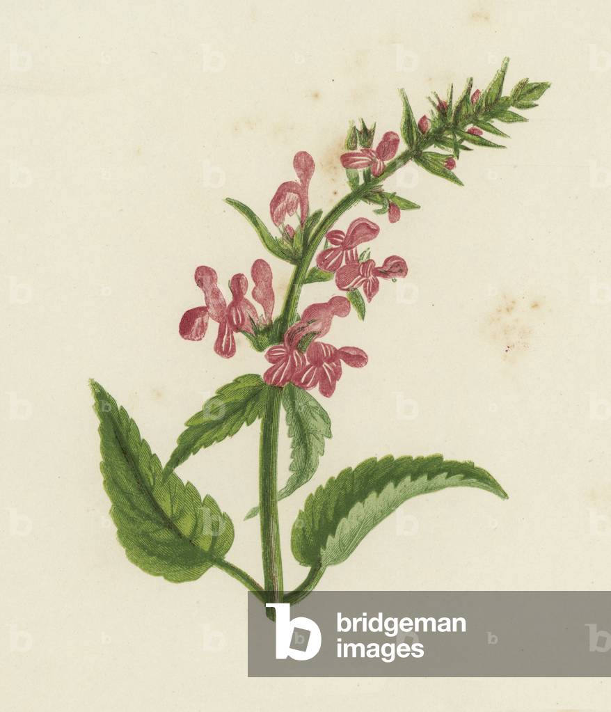 Hedge Woundwort, Stachys Sylvatica (colour litho)
