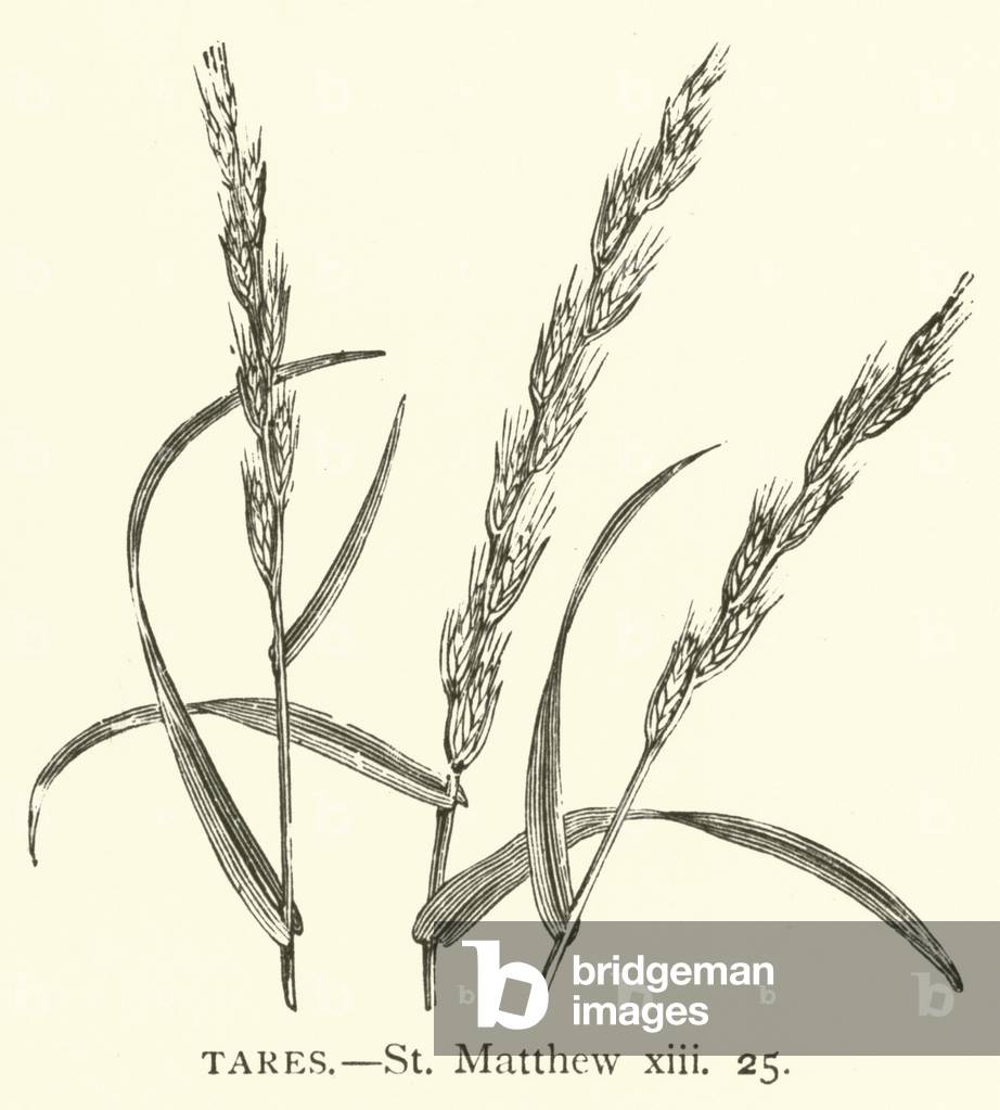 Tares, St Matthew, xiii, 25 (engraving)