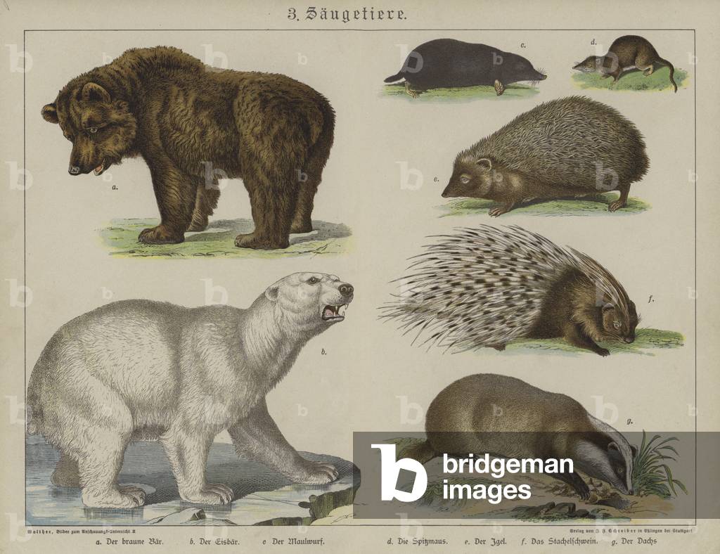 Animals (colour litho)