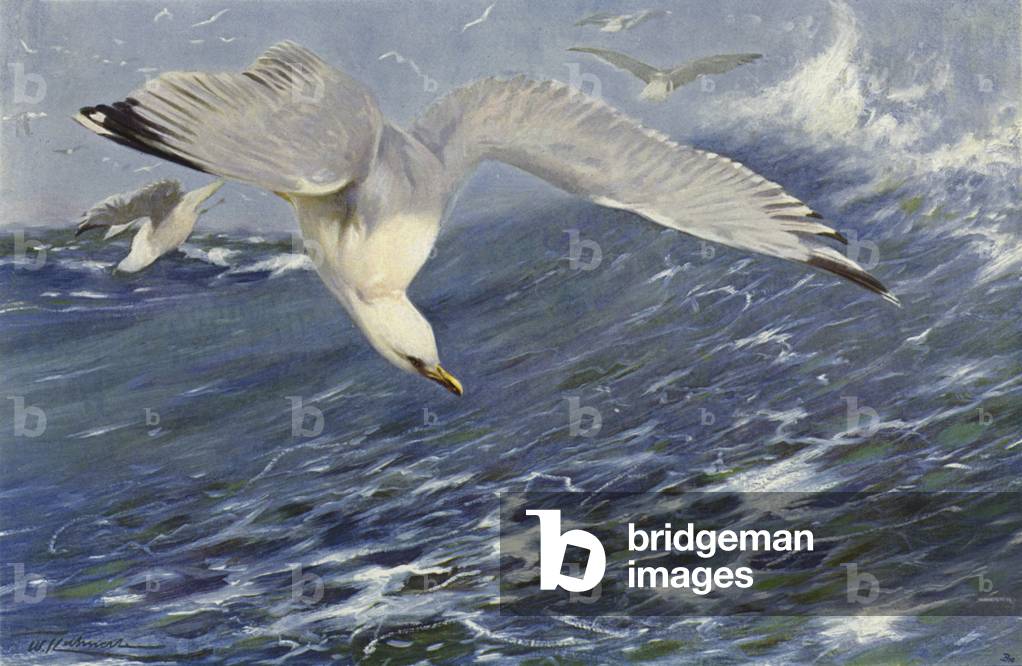 Silver Gull (colour litho)